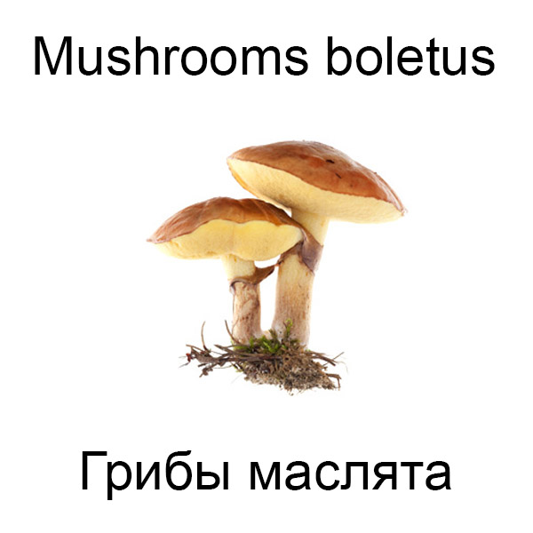 Грибы